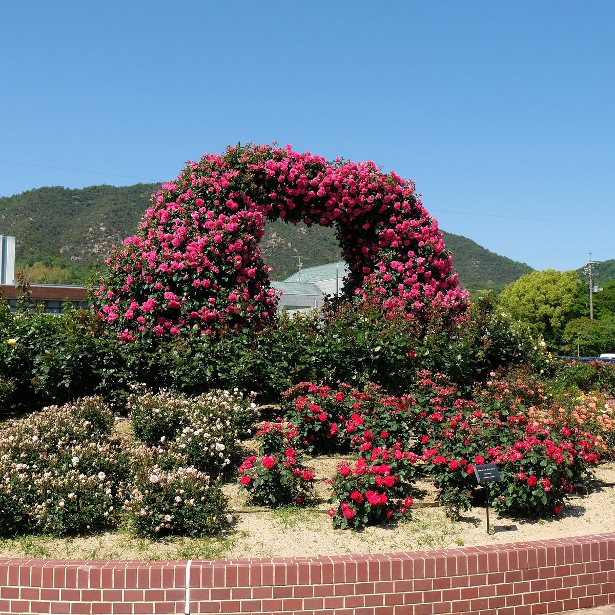 🌹 요시우미 장미 공원 (요시우미 바라 코엔) 이미지 7